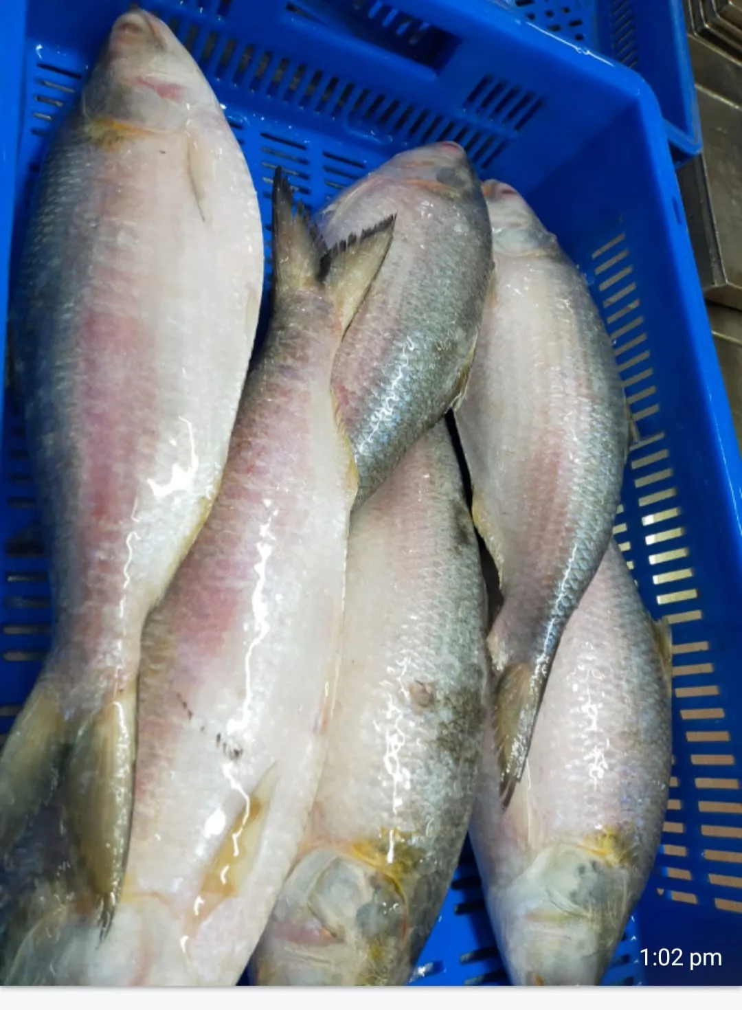 Fish