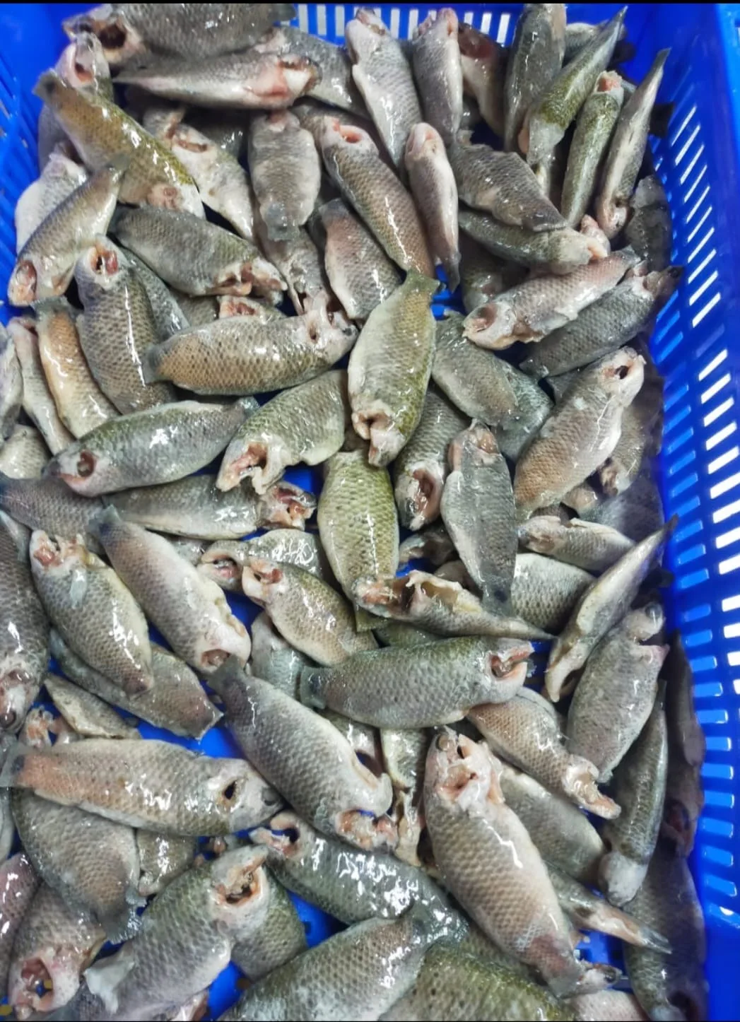 Fish