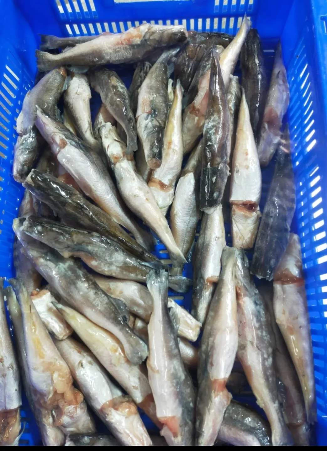 Fish