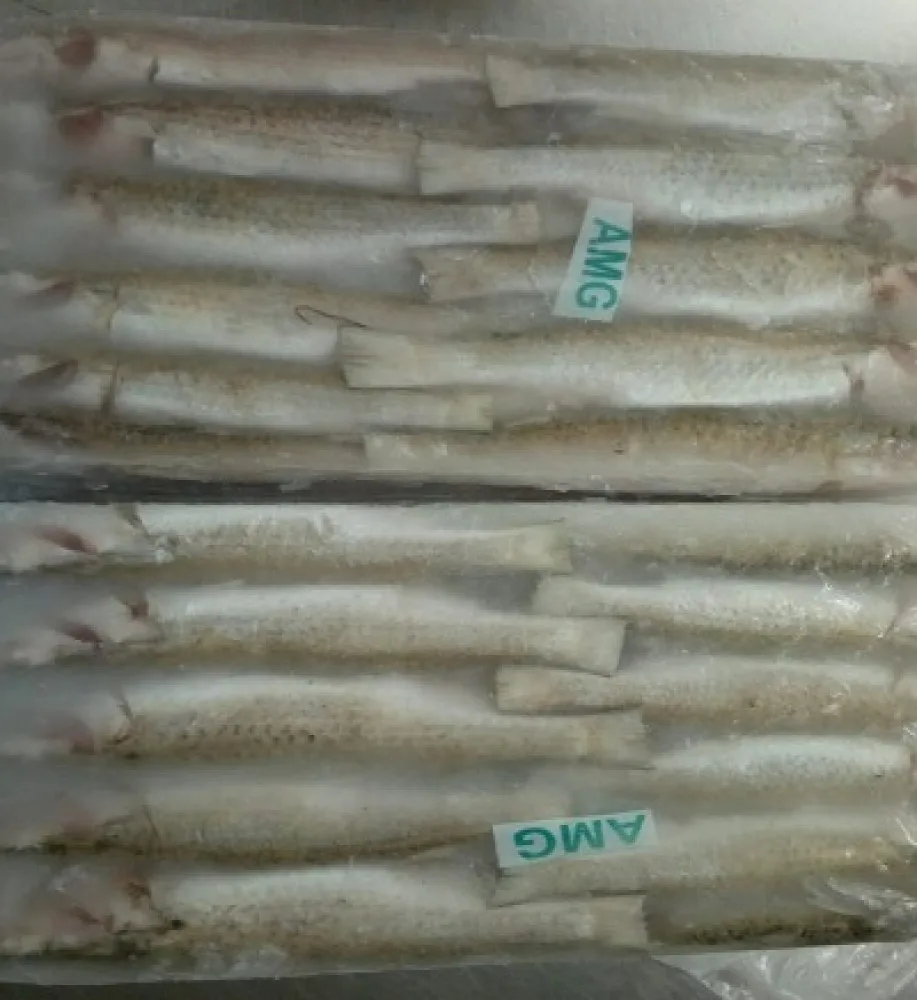 Fish